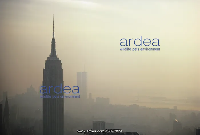 : Smog in NYC : Smog in NYC