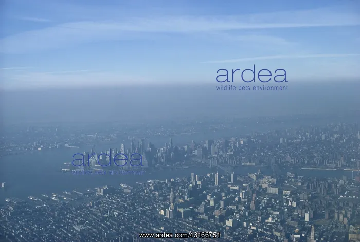 : Smog over NYC : Smog over NYC
