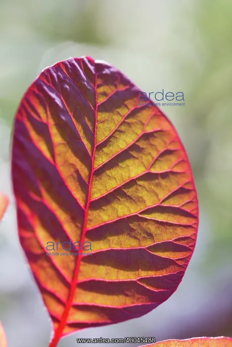 : Smoke bush : Smoke bush