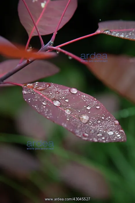 : Smoke bush : Smoke bush