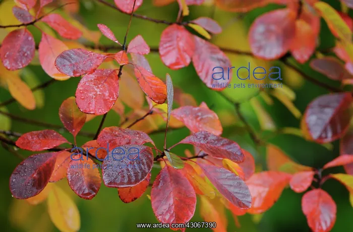 : Smoke bush : Smoke bush