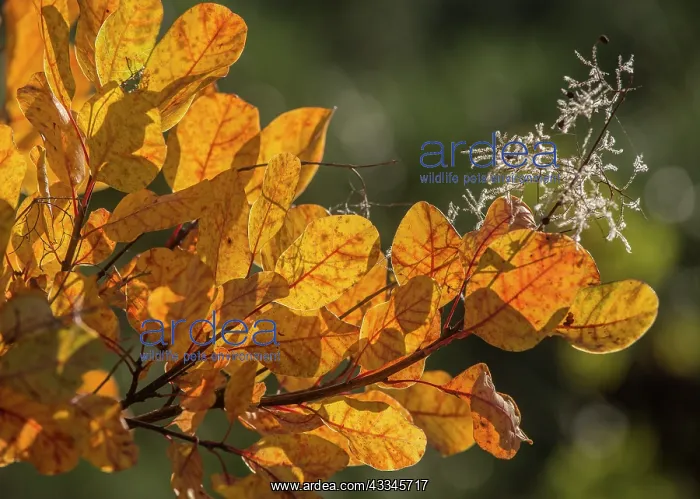 : Smoke bush - in autumn with colourful leaves and : Smoke bush - in autumn with colourful leaves and