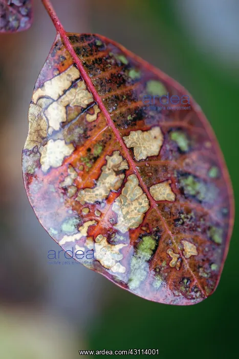 : Smoke bush, Cotinus coggygria, Close view of an : Smoke bush, Cotinus coggygria, Close view of an