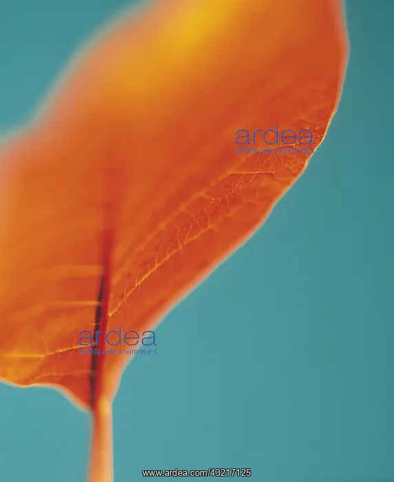 : Smoke bush, Cotinus coggygria, Orange subject, Blue : Smoke bush, Cotinus coggygria, Orange subject, Blue