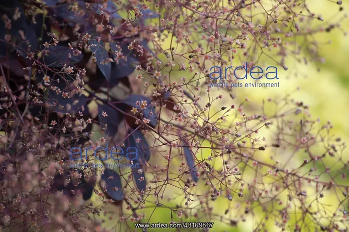 : Smoke bush, Cotinus coggygria Royal Purple, masses of tiny : Smoke bush, Cotinus coggygria Royal Purple, masses of tiny