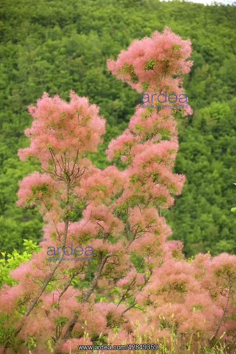 : Smoke bush in flower : Smoke bush in flower