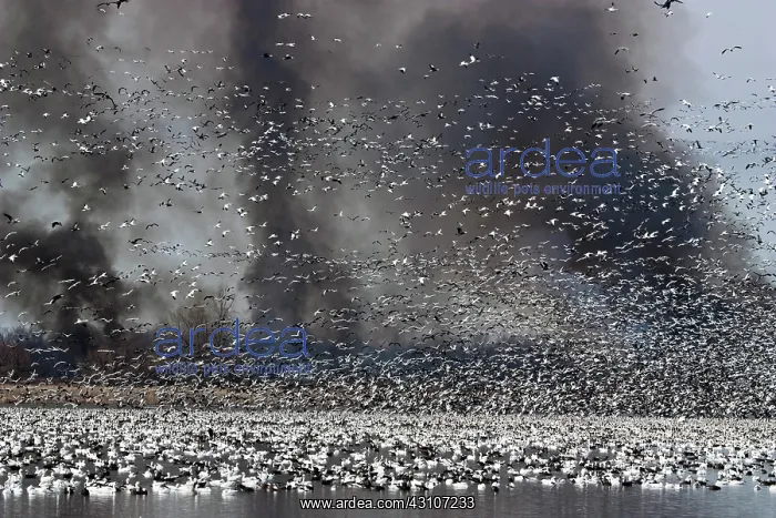 : Smoke and Snow Geese : Smoke and Snow Geese