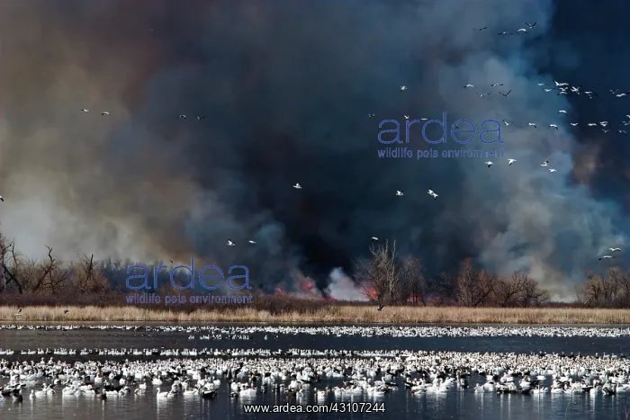 : Smoke and Snow Geese : Smoke and Snow Geese