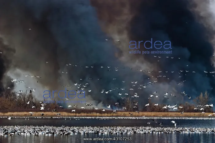 : Smoke and Snow Geese : Smoke and Snow Geese