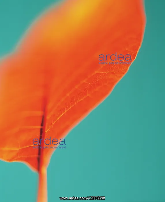  : Smokebush, Cotinus coggygria