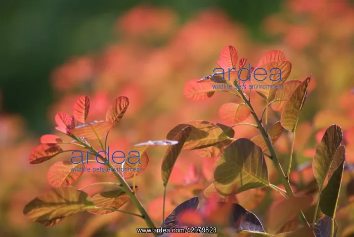 : Smokebush, Cotinus coggygria : Smokebush, Cotinus coggygria