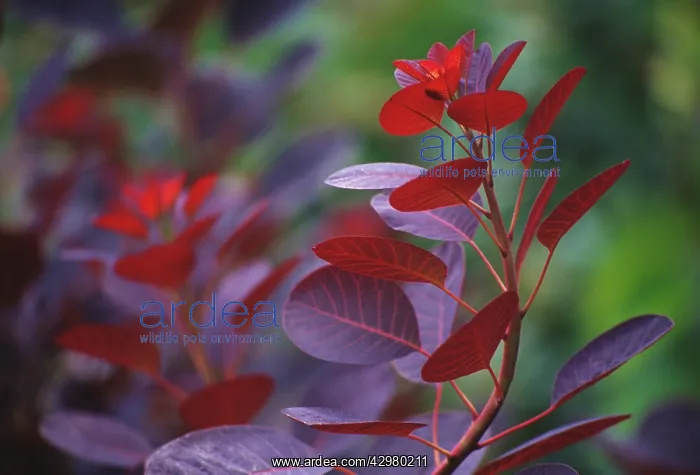 : Smokebush, Cotinus coggygria : Smokebush, Cotinus coggygria
