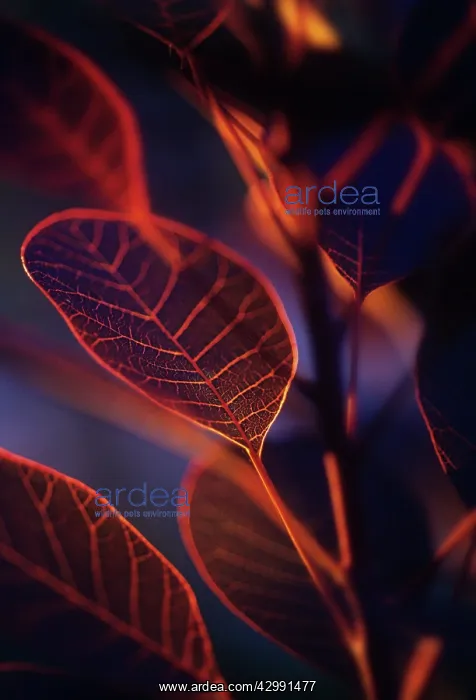 : Smokebush, Cotinus coggygria : Smokebush, Cotinus coggygria