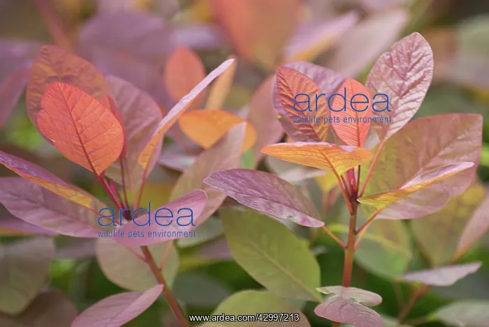 : Smokebush, Cotinus coggygria Grace : Smokebush, Cotinus coggygria Grace