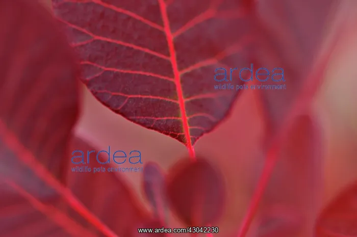 : Smokebush, Cotinus coggygria Royal purple : Smokebush, Cotinus coggygria Royal purple
