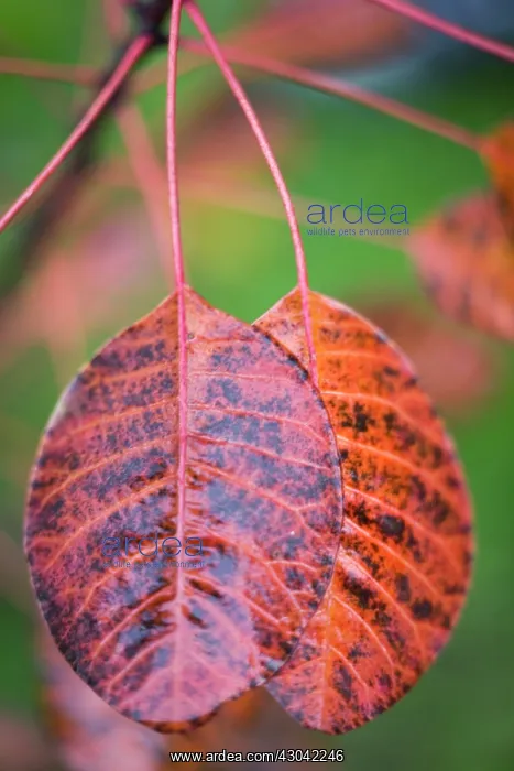 : Smokebush, Cotinus coggygria Royal purple : Smokebush, Cotinus coggygria Royal purple