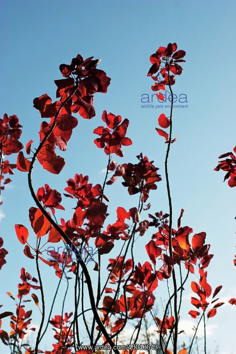: Smokebush, Cotinus coggygria : Smokebush, Cotinus coggygria