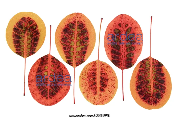  : Smokebush, Cotinus coggygria