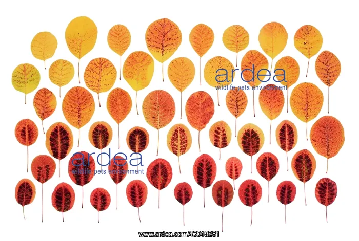 : Smokebush, Cotinus coggygria : Smokebush, Cotinus coggygria