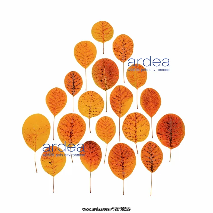 : Smokebush, Cotinus coggygria : Smokebush, Cotinus coggygria