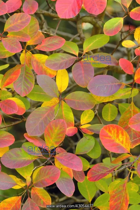 : Smokebush, Cercis canadensis : Smokebush, Cercis canadensis