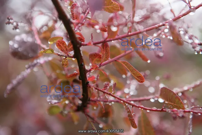 : Smokebush, Cotinus coggygria : Smokebush, Cotinus coggygria