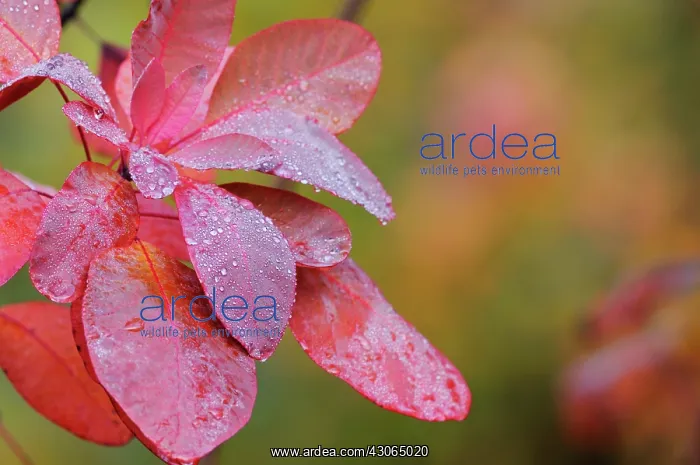 : Smokebush, Cotinus coggygria Red beauty : Smokebush, Cotinus coggygria Red beauty