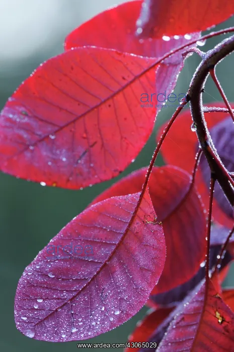 : Smokebush, Cotinus coggygria Red beauty : Smokebush, Cotinus coggygria Red beauty