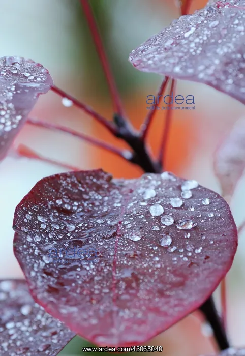  : Smokebush, Cotinus coggygria Red beauty