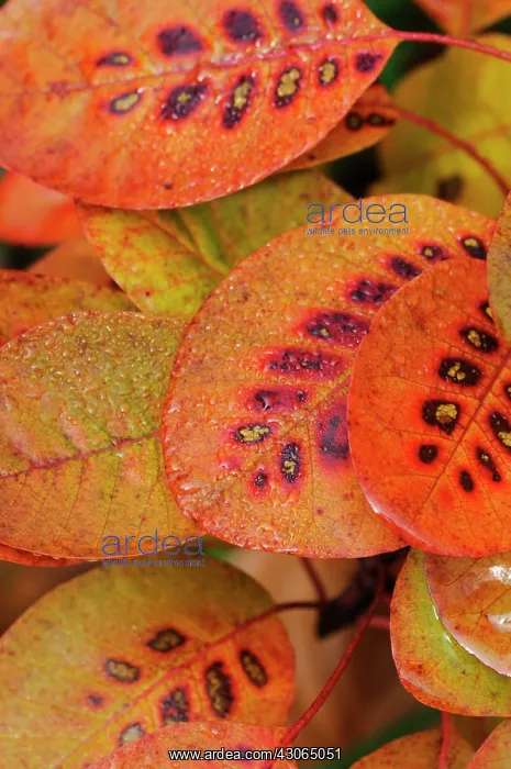  : Smokebush, Cotinus coggygria