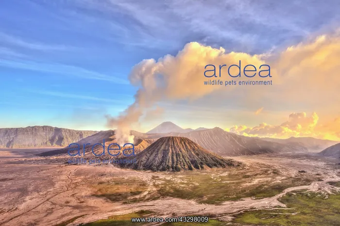  : Smoking volcano Gunung Bromo, Mount Batok in front
