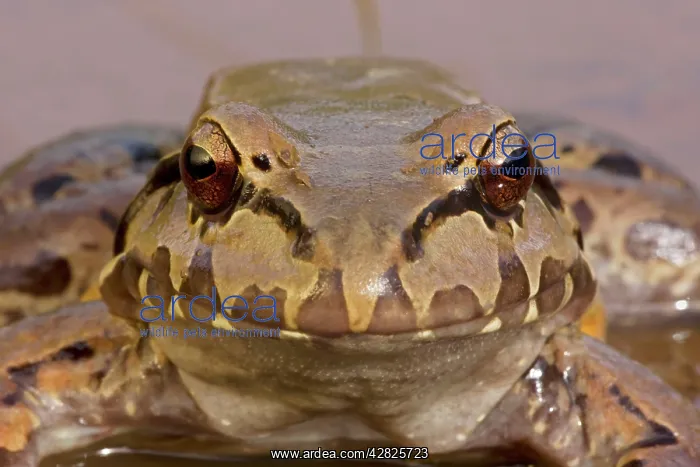 : Smoky Jungle Frog : Smoky Jungle Frog