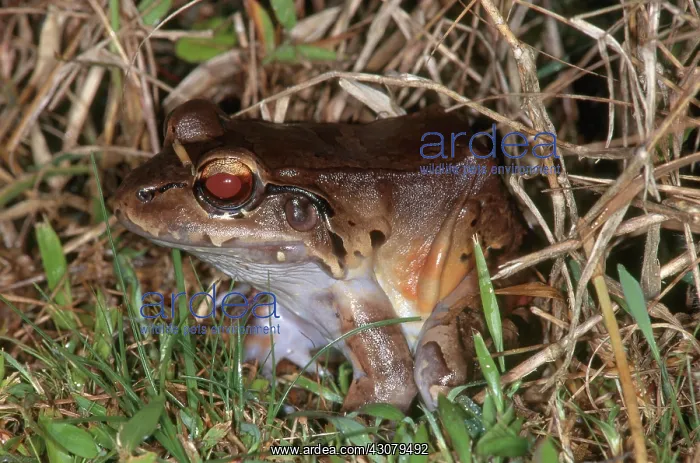 : Smoky Jungle Frog : Smoky Jungle Frog