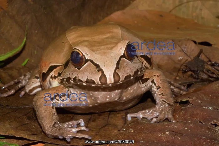 : Smoky Jungle Frog : Smoky Jungle Frog