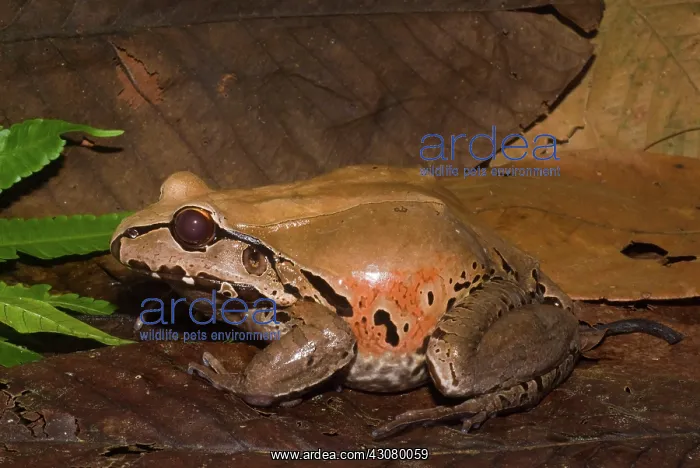 : Smoky Jungle Frog : Smoky Jungle Frog
