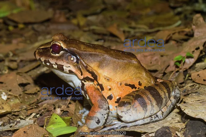 : Smoky Jungle Frog : Smoky Jungle Frog