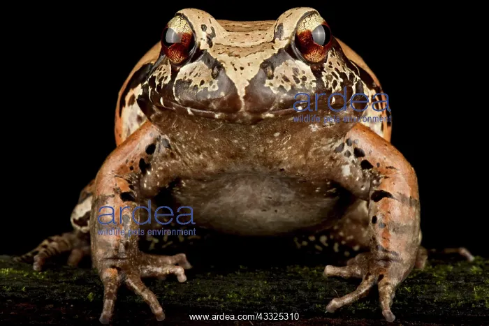 : smoky jungle frog (Leptodactylus pentadactylus) : smoky jungle frog (Leptodactylus pentadactylus)