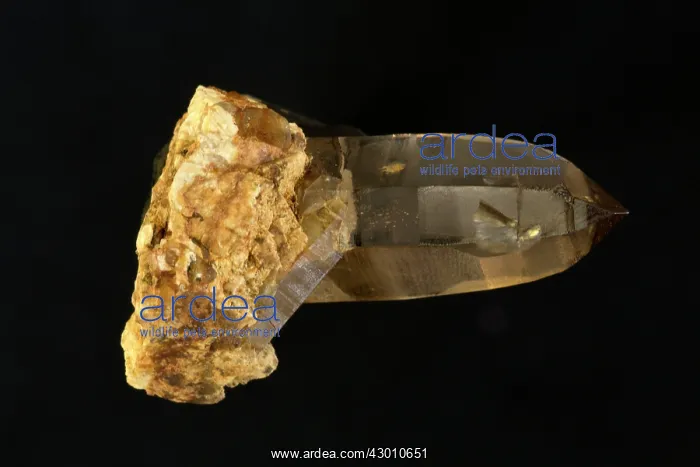 : Smoky Quartz : Smoky Quartz