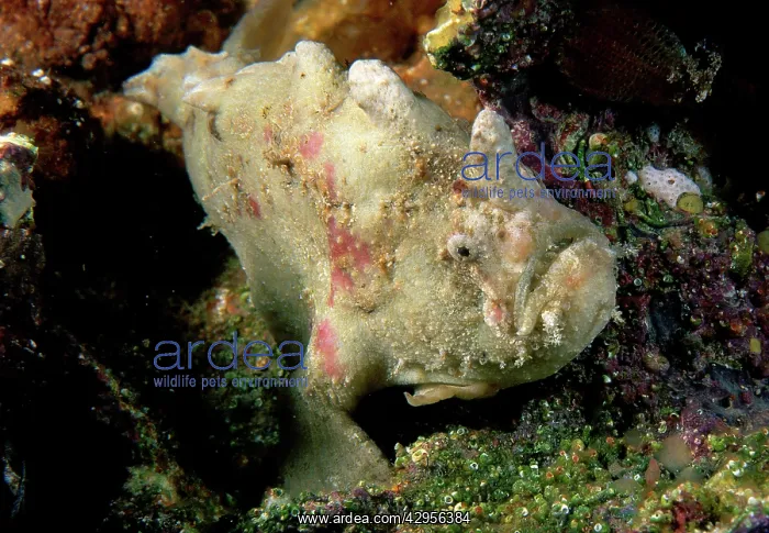 : Smooth anglerfish : Smooth anglerfish