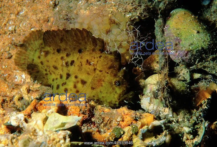: Smooth anglerfish - an unusual colour morph female : Smooth anglerfish - an unusual colour morph female