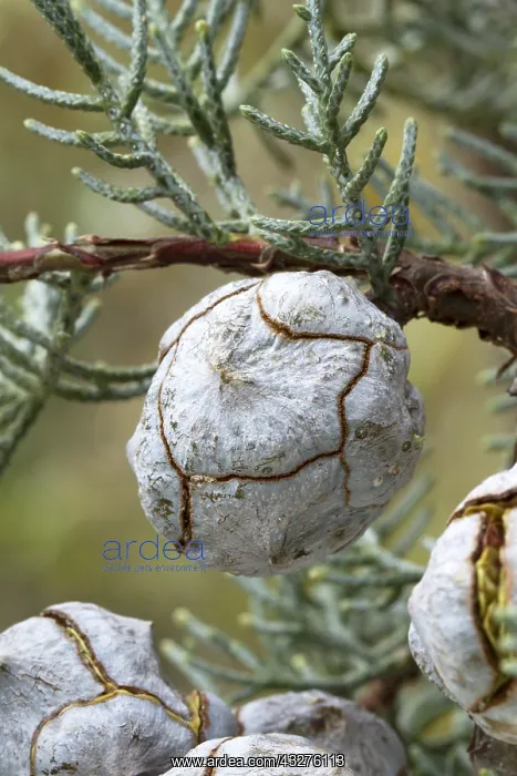 : Smooth Arizona cypress (Cupressus glabra). Syn.: : Smooth Arizona cypress (Cupressus glabra). Syn.: