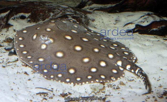 : Smooth-back River Ray - freshwater : Smooth-back River Ray - freshwater