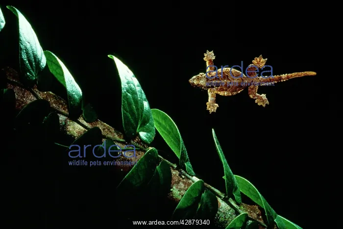 : Smooth-backed / Gliding / Parachute / Flying Gecko : Smooth-backed / Gliding / Parachute / Flying Gecko