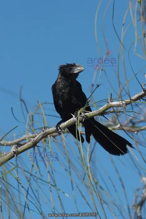  : Smooth-billed Ani
