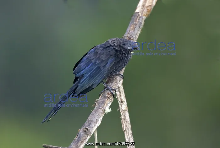 : Smooth-billed Ani : Smooth-billed Ani