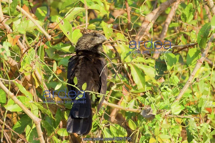 : Smooth-billed Ani : Smooth-billed Ani