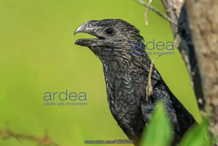  : Smooth-billed Ani, Los Llanos, Colombia