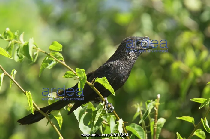 : Smooth-billed Ani perched Trinidad : Smooth-billed Ani perched Trinidad