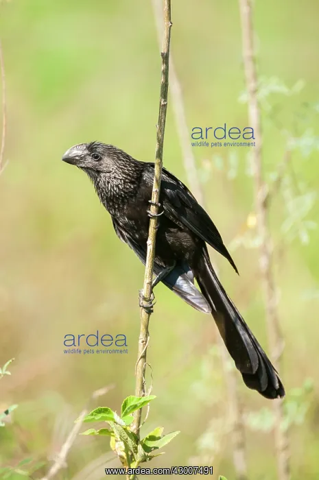 : Smooth-billed Ani perched on thin twig : Smooth-billed Ani perched on thin twig