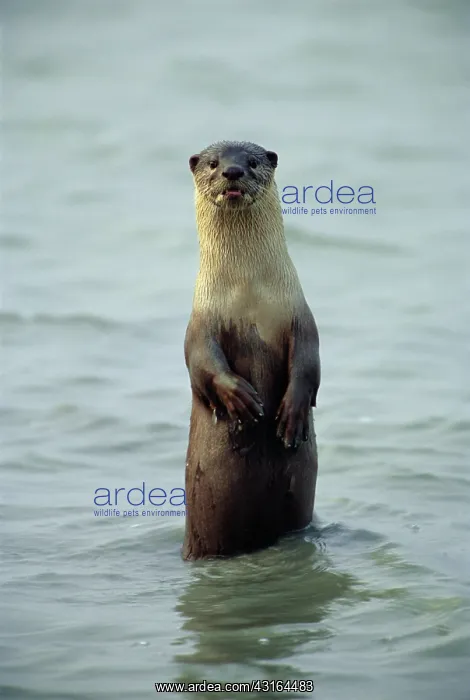 : Smooth-coated otter : Smooth-coated otter